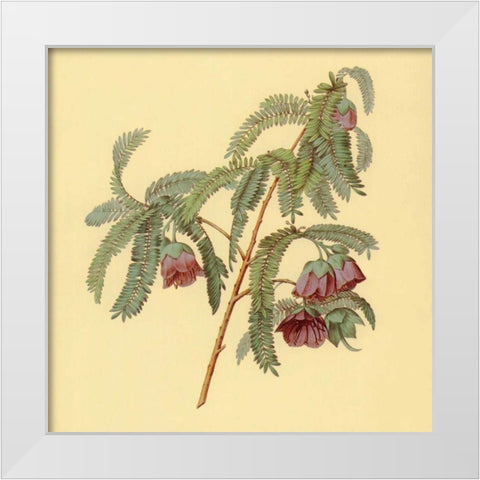 Spaendoncea Tamarandifolia White Modern Wood Framed Art Print by PI Collection