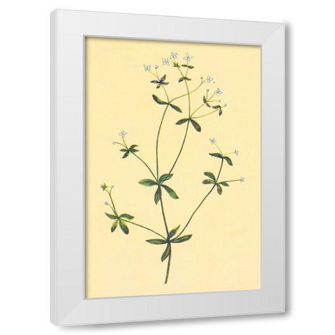 Sweet Scented Bedstraw White Modern Wood Framed Art Print by PI Collection