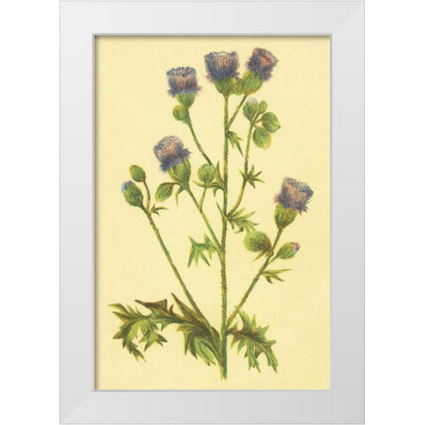 Thistle White Modern Wood Framed Art Print by PI Collection