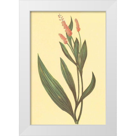 Water Knotweed White Modern Wood Framed Art Print by PI Collection