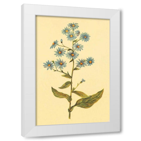 Wavy Leaved Aster White Modern Wood Framed Art Print by PI Collection