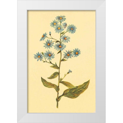 Wavy Leaved Aster White Modern Wood Framed Art Print by PI Collection