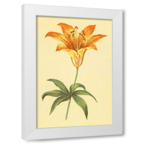 Wild Orange Lily White Modern Wood Framed Art Print by PI Collection