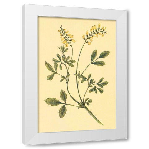 Yellow Melilot and Sweet Clover White Modern Wood Framed Art Print by PI Collection