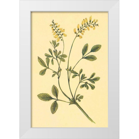 Yellow Melilot and Sweet Clover White Modern Wood Framed Art Print by PI Collection