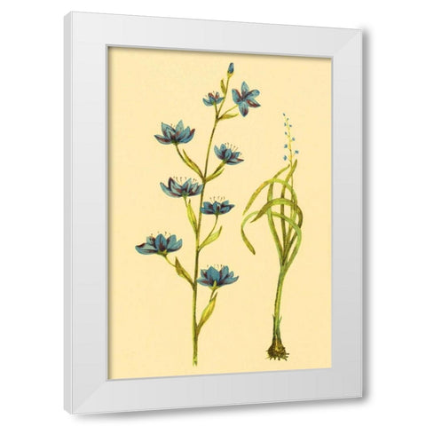 Zygadenus White Modern Wood Framed Art Print by PI Collection