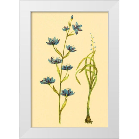 Zygadenus White Modern Wood Framed Art Print by PI Collection