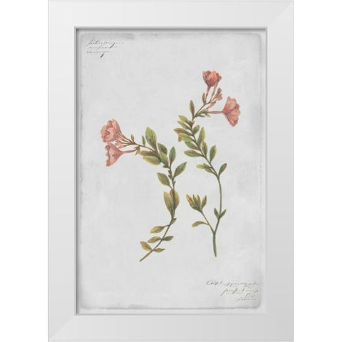 Epilobium Rigidum White Modern Wood Framed Art Print by PI Collection