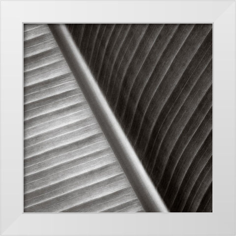 Pam Leaves II White Modern Wood Framed Art Print by Cotter, Rick