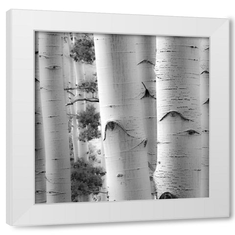 Birches in Grey I White Modern Wood Framed Art Print by Cotter, Rick