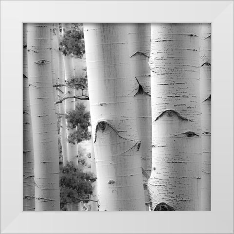 Birches in Grey I White Modern Wood Framed Art Print by Cotter, Rick