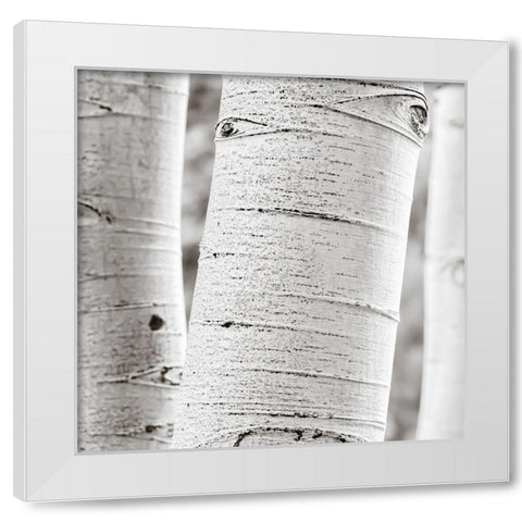 Birches in Grey II White Modern Wood Framed Art Print by Cotter, Rick