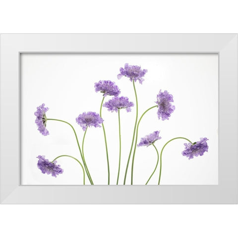 Pincushions 2 White Modern Wood Framed Art Print by Cozart, Rebecca