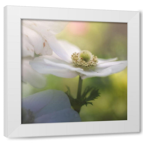 Chiffon I White Modern Wood Framed Art Print by Schenck, Robert
