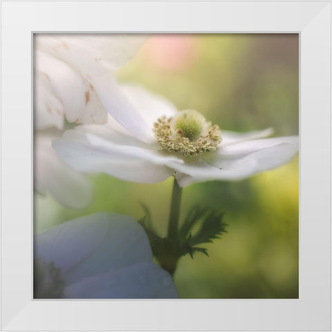 Chiffon I White Modern Wood Framed Art Print by Schenck, Robert