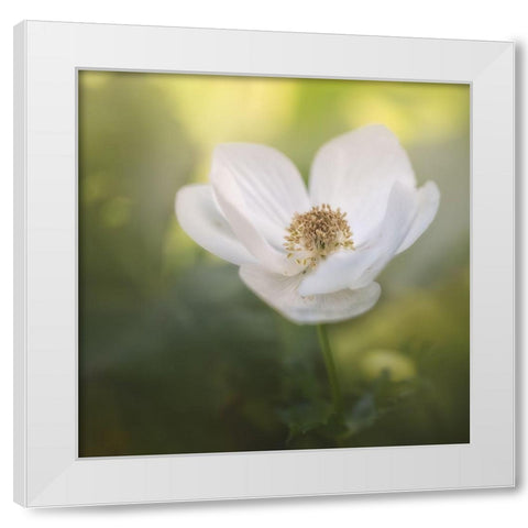 Chiffon II White Modern Wood Framed Art Print by Schenck, Robert