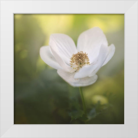Chiffon II White Modern Wood Framed Art Print by Schenck, Robert