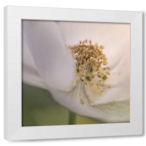 Chiffon IV White Modern Wood Framed Art Print by Schenck, Robert