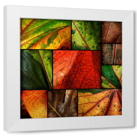 Patch Leaves White Modern Wood Framed Art Print by Scaroni, Roberto