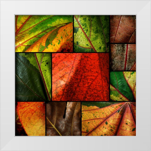 Patch Leaves White Modern Wood Framed Art Print by Scaroni, Roberto