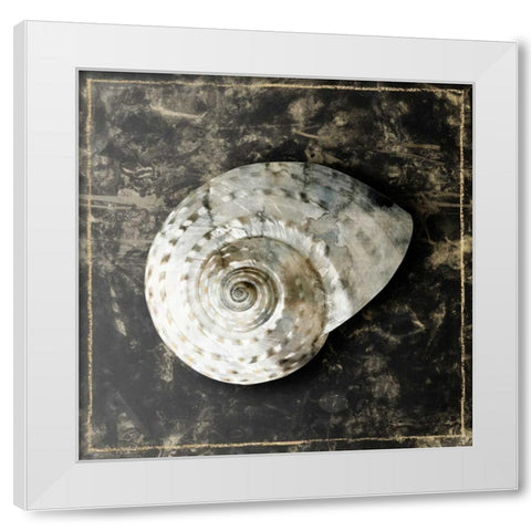 Marble Shell Series II White Modern Wood Framed Art Print by Selkirk, Edward