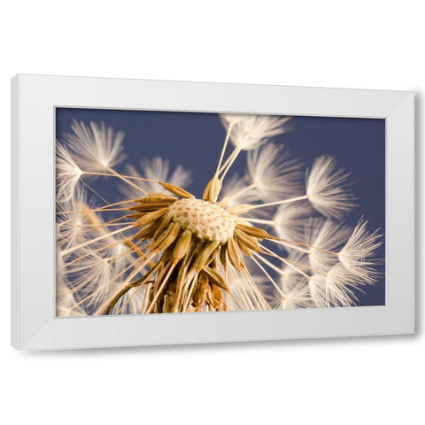 andelion Explosion White Modern Wood Framed Art Print by Schwartz, Don