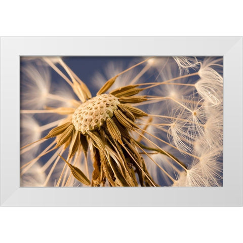 Dandelion Delight White Modern Wood Framed Art Print by Schwartz, Don