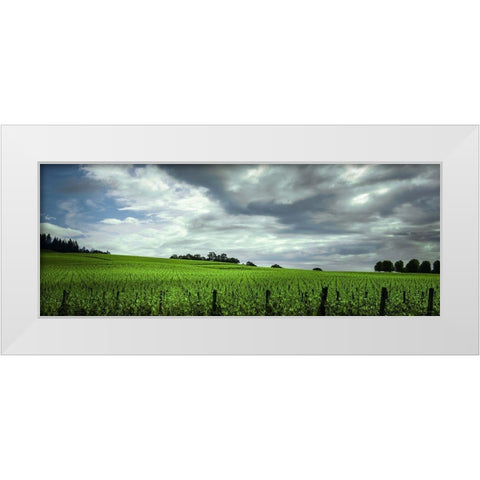 Rolling Vineyard  White Modern Wood Framed Art Print by Schwartz, Don