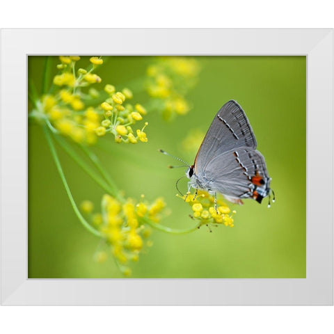 Taking Flight II White Modern Wood Framed Art Print by Tennant, Chris