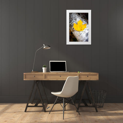 Birch Fall White Modern Wood Framed Art Print by Tennant, Chris