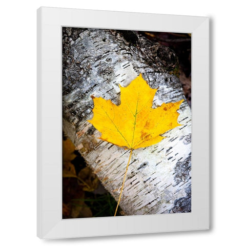 Birch Fall White Modern Wood Framed Art Print by Tennant, Chris