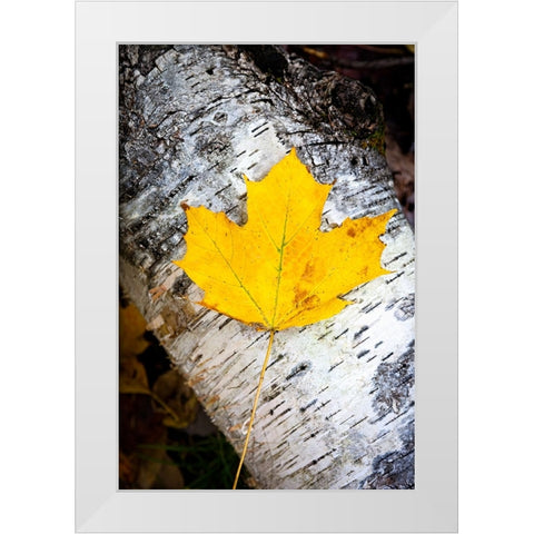 Birch Fall White Modern Wood Framed Art Print by Tennant, Chris