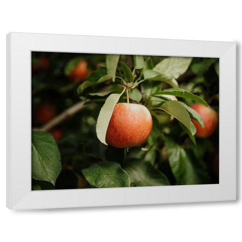 The Red Apple  White Modern Wood Framed Art Print by Kedron, Chelsea