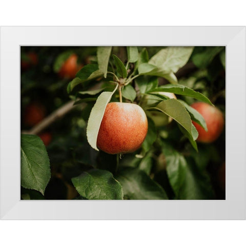 The Red Apple  White Modern Wood Framed Art Print by Kedron, Chelsea