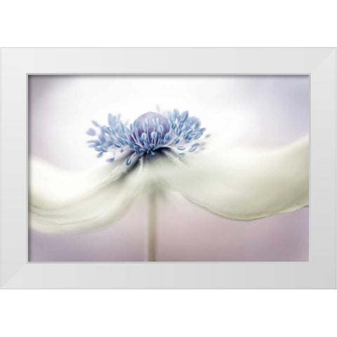 Disher - Anemone White Modern Wood Framed Art Print by 1x