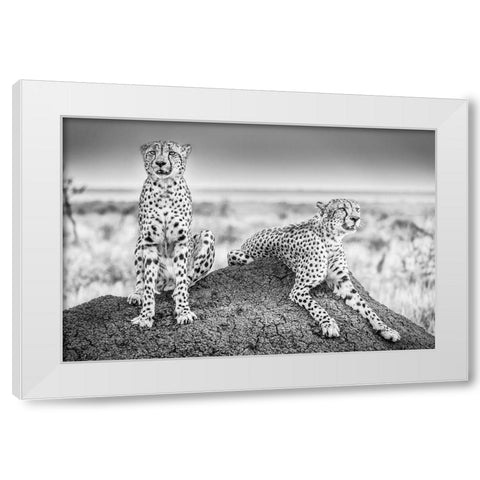 Scheid - Two Cheetahs Watching Out White Modern Wood Framed Art Print by 1x