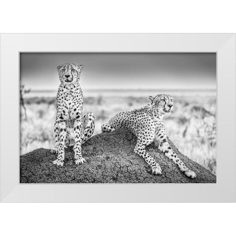Scheid - Two Cheetahs Watching Out White Modern Wood Framed Art Print by 1x