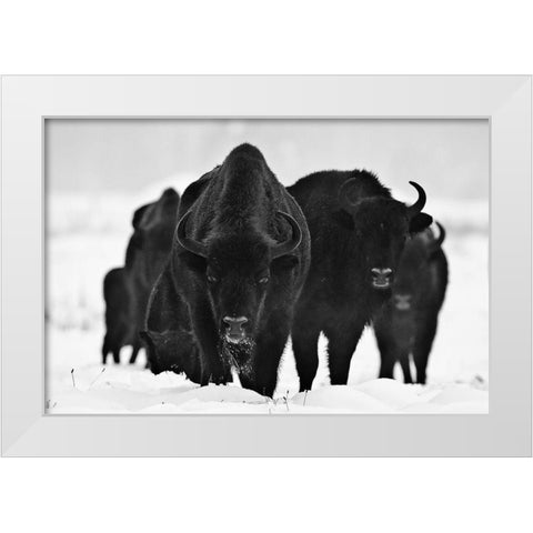 European Bizons White Modern Wood Framed Art Print by 1x
