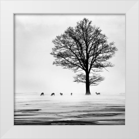 Roes White Modern Wood Framed Art Print by Dansiga