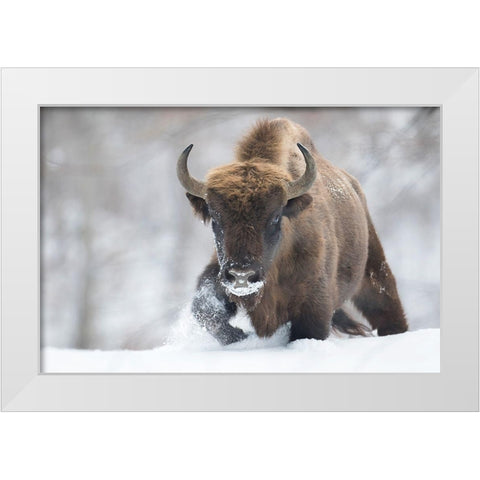 Rewilded White Modern Wood Framed Art Print by Mastahac