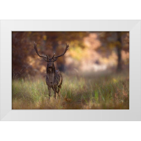 Posing White Modern Wood Framed Art Print by Mastahac