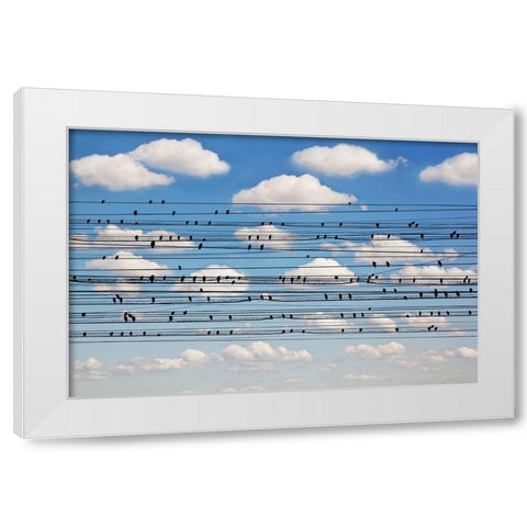 Concerto for Birds White Modern Wood Framed Art Print by Lim