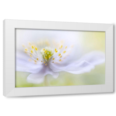 Disher - Anemone Beauty White Modern Wood Framed Art Print by 1x
