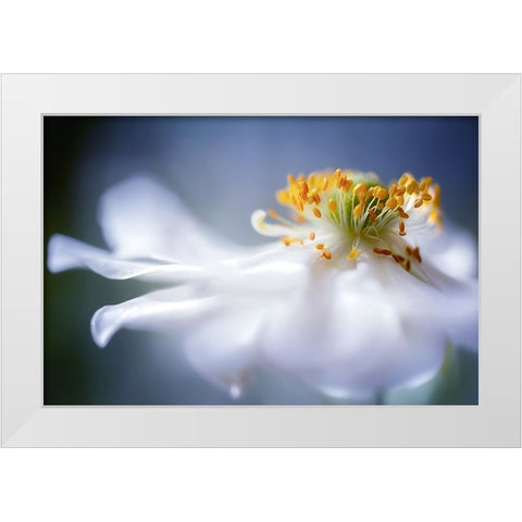 Anemone I White Modern Wood Framed Art Print by Disher