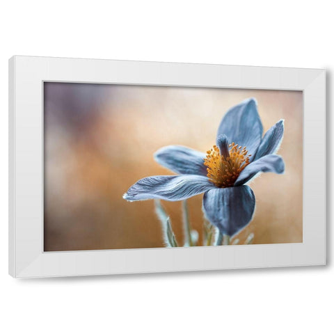 Pasque White Modern Wood Framed Art Print by Disher
