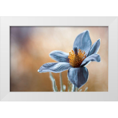 Pasque White Modern Wood Framed Art Print by Disher