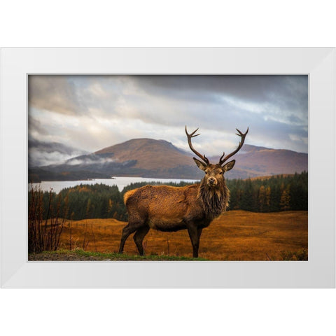 Scottish Stag  White Modern Wood Framed Art Print by Popan