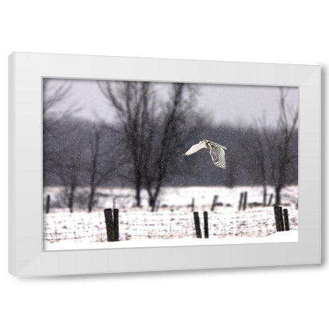A snowy Snowy Owl White Modern Wood Framed Art Print by Cumming