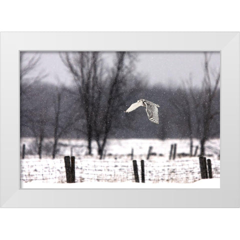 A snowy Snowy Owl White Modern Wood Framed Art Print by Cumming