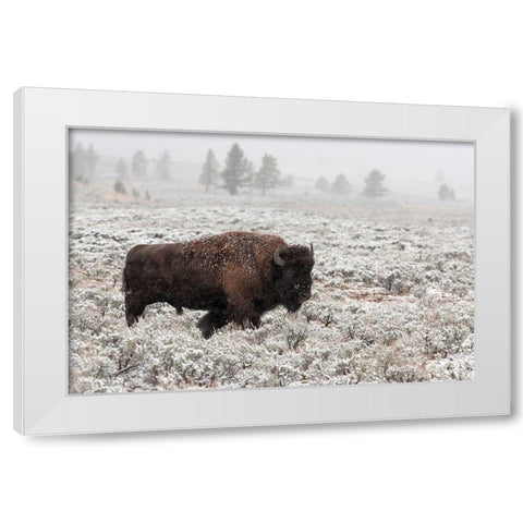 Late Fall Yellowstone White Modern Wood Framed Art Print by Forms
